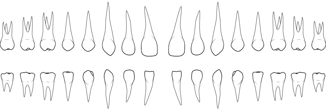 tooth chart